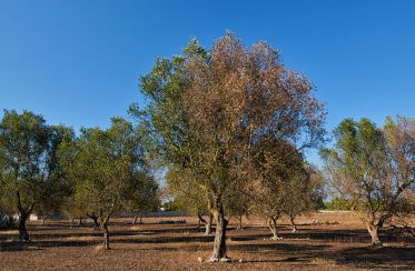 Xylella Fastidiosa